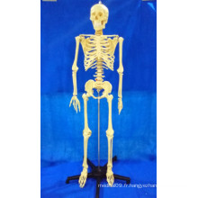Modèle médical du système squelettique humain de 168 cm pour l&#39;enseignement (R020103A)